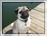 Mops, K�adka, Woda